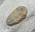 Ordovician Colpocoryphe? Trilobite - Zagora, Morocco #45107-1